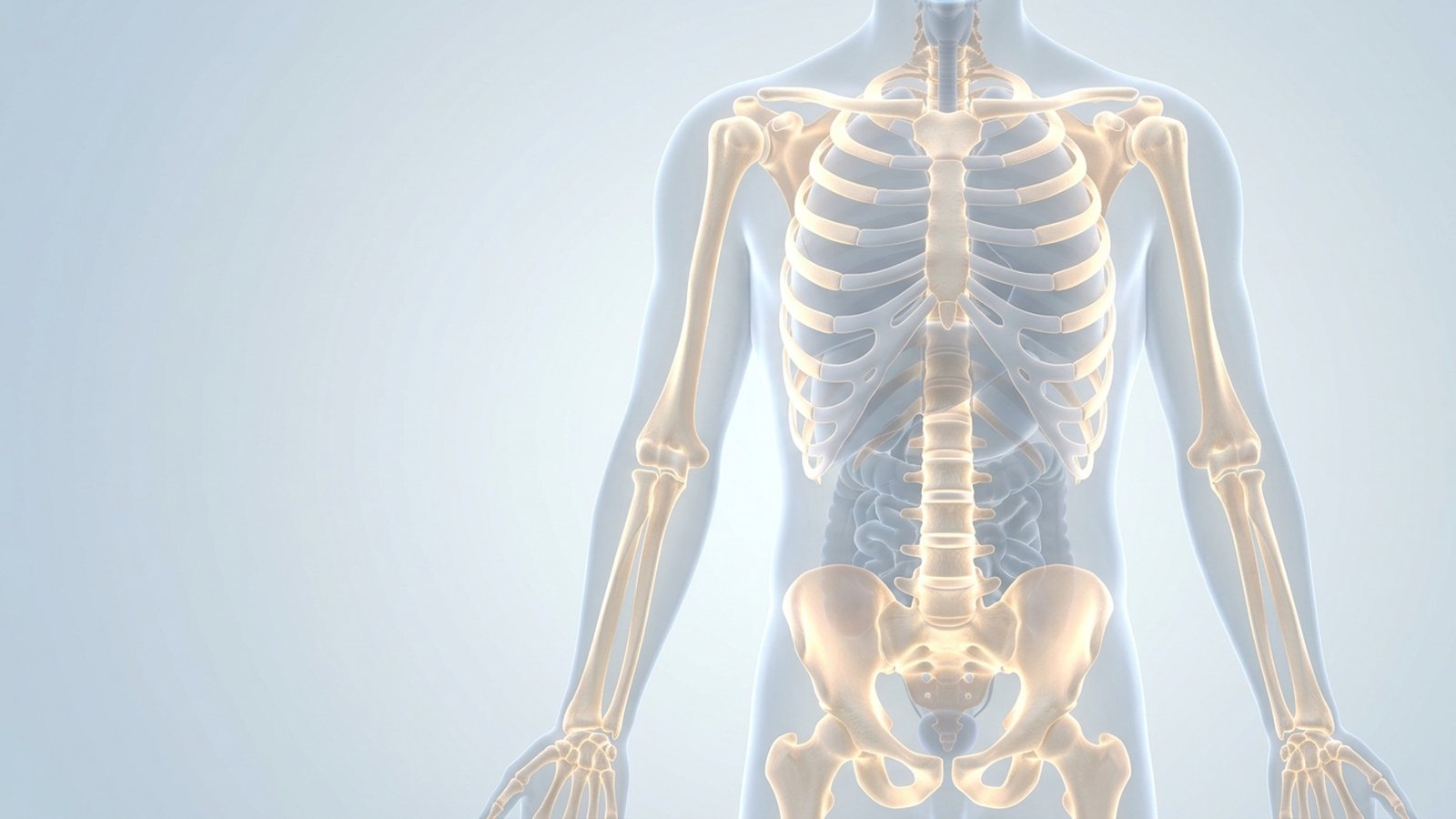 Anatomical illustration of a translucent body with the skeleton glowing in soft gold.