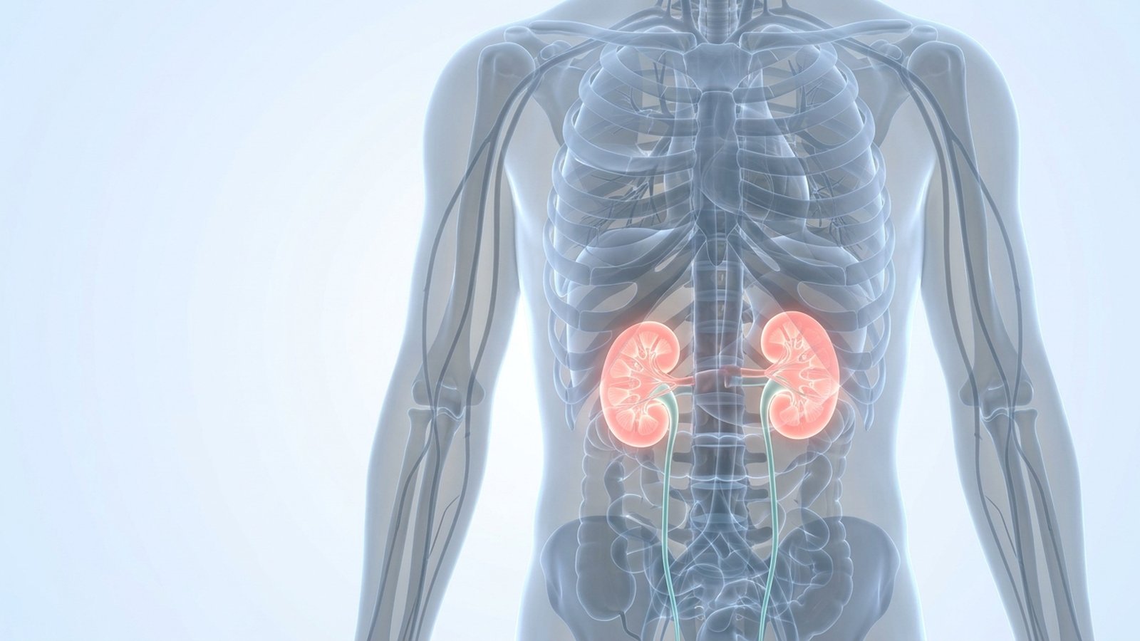 Anatomical illustration of a translucent torso with both kidneys glowing coral-pink.