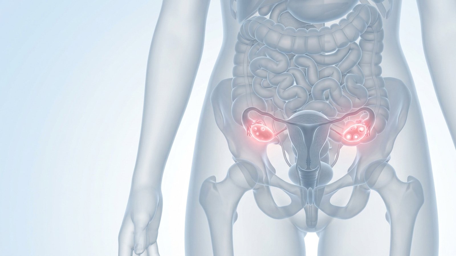 Anatomical illustration of a translucent female pelvis with both ovaries glowing.