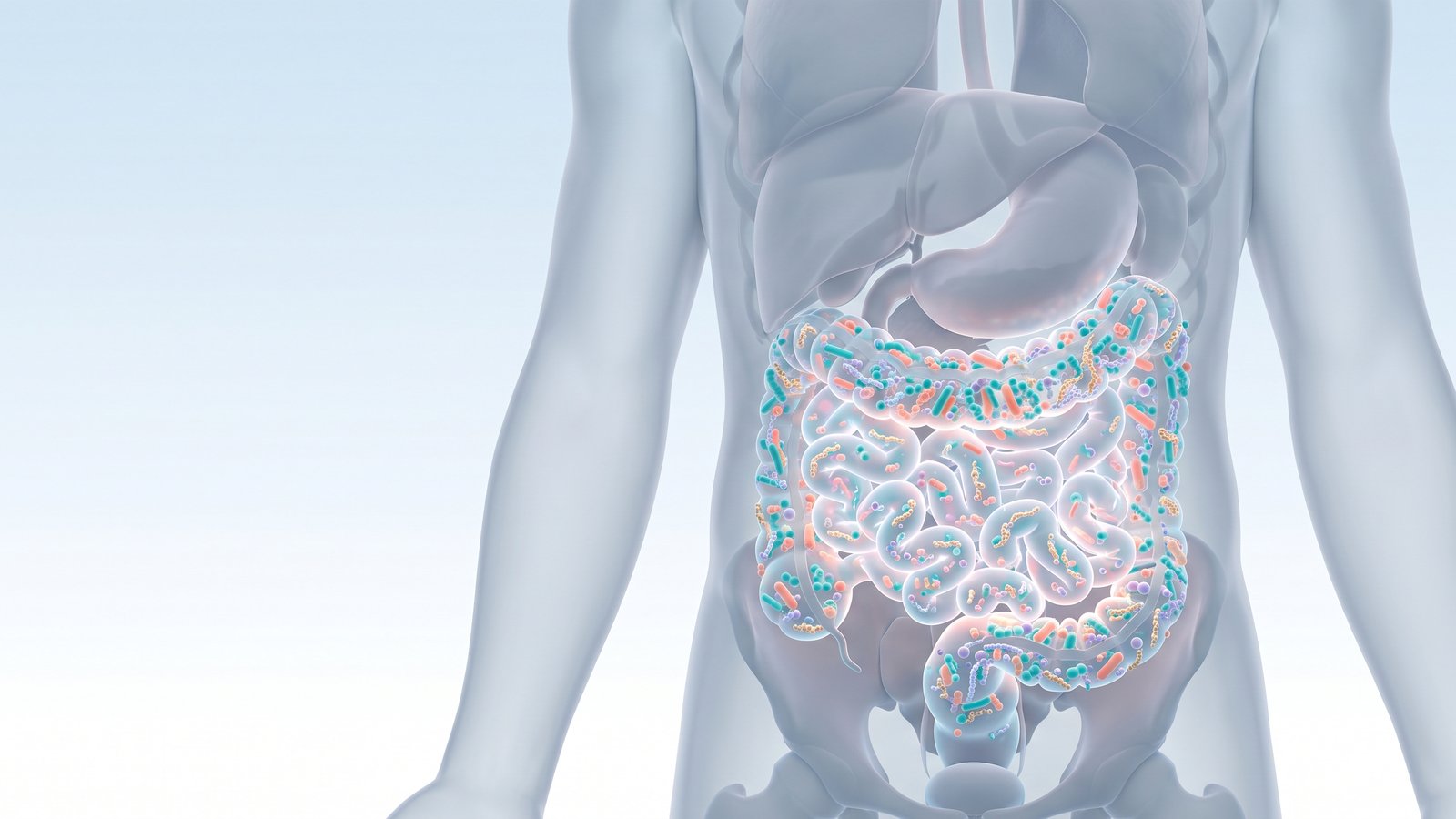 Anatomical illustration of a translucent torso with the intestines lit up by colourful gut bacteria.