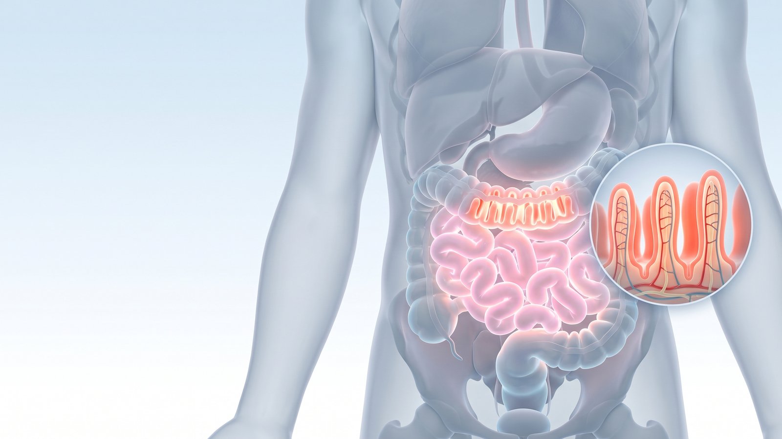 Anatomical illustration of a translucent torso showing the small intestine with an enlarged view of its lining.