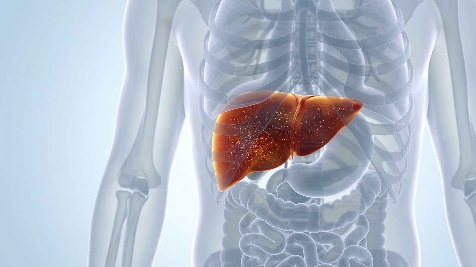 Anatomical illustration of a translucent torso with the liver glowing rust-red.
