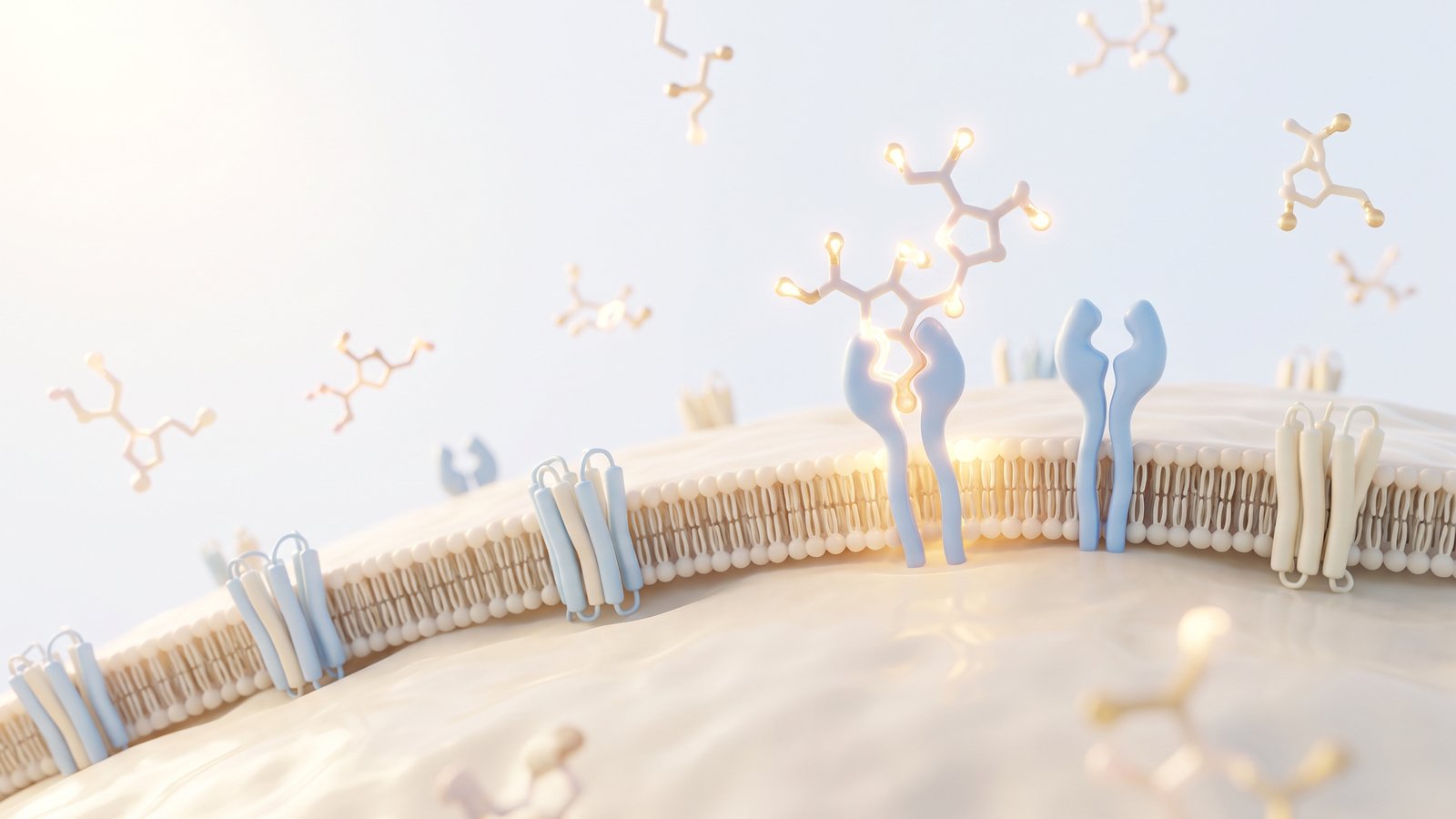 Scientific illustration of signalling molecules binding to receptors on a cell surface.