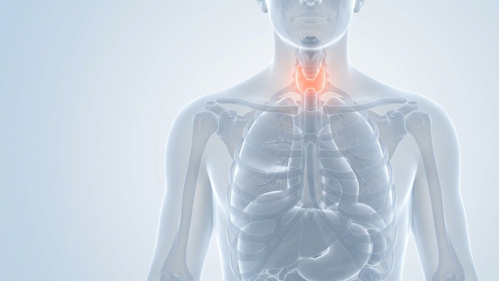 Anatomical illustration of a translucent torso with the thyroid gland glowing at the front of the neck.