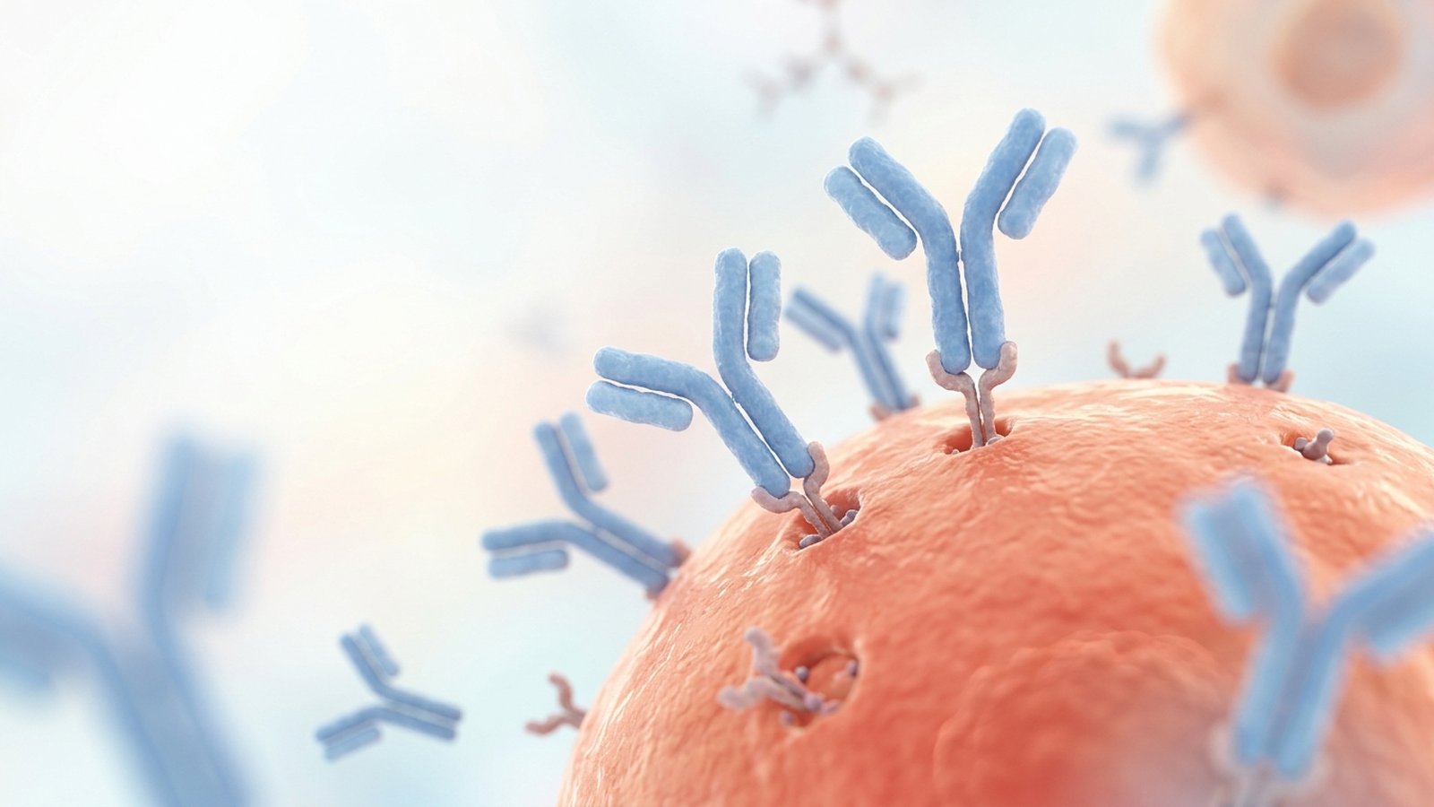 Scientific illustration of blue Y-shaped antibodies attaching to a coral-coloured cell surface.